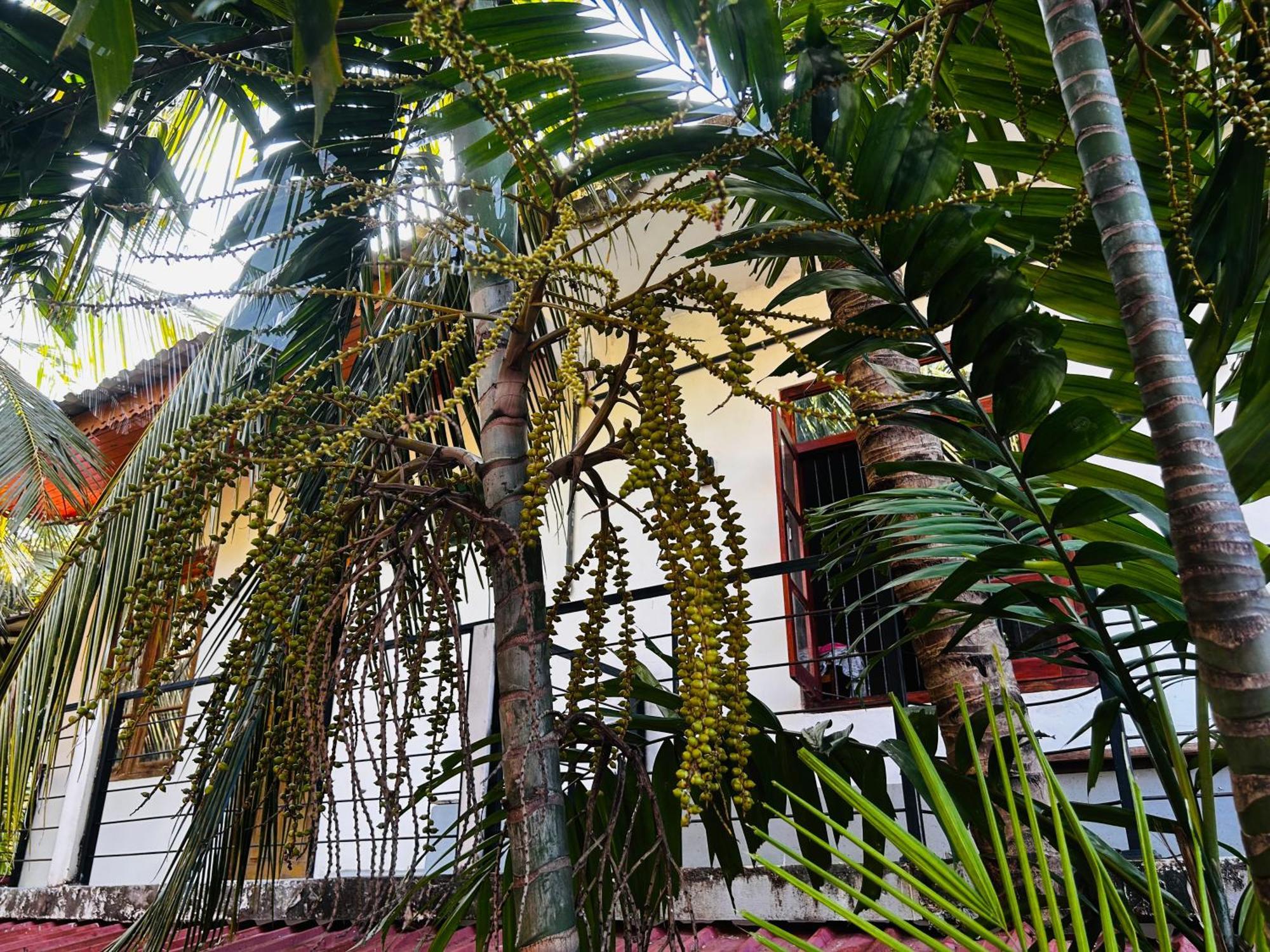 Pearl Bungalow Trincomalee Dış mekan fotoğraf
